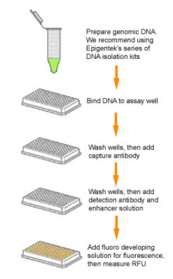 Methylated DNA Quantification Kit