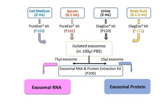 pureexo exosome isolation package